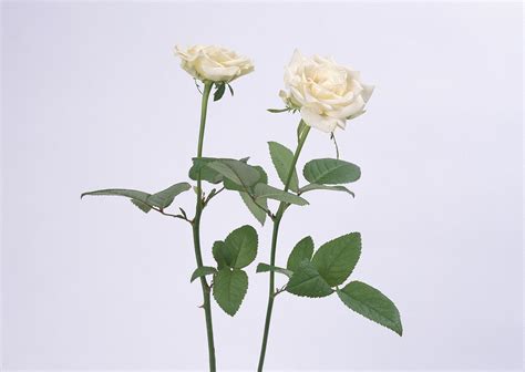 鲜玫瑰花怎么做成干花,送的玫瑰花怎么种