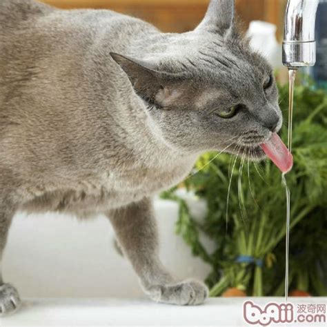 
猫咪狂喝水未必是好事,小猫为什么狂喝水