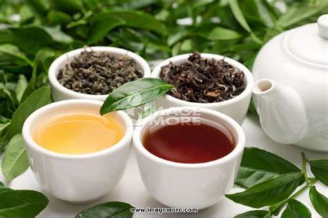 乌龙 红茶 哪个减肥效果更好,红茶绿茶白茶乌龙茶