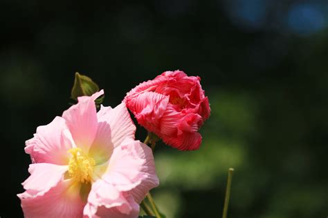 合欢花与芙蓉花是一回事吗?