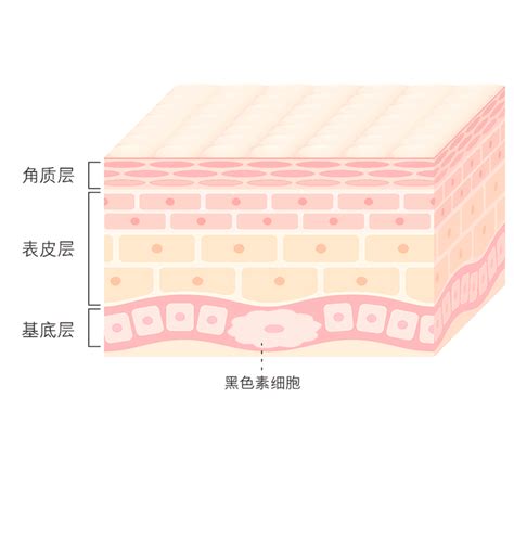 成人白癜風(fēng)病因?