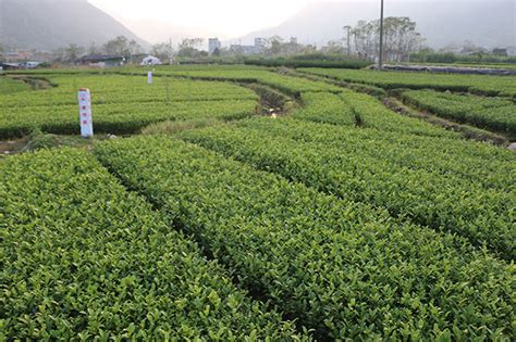 在家里怎样种茶树?