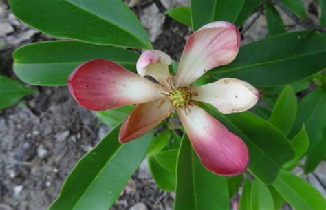 分享一下红花木莲怎么种 红花木莲的种植方法