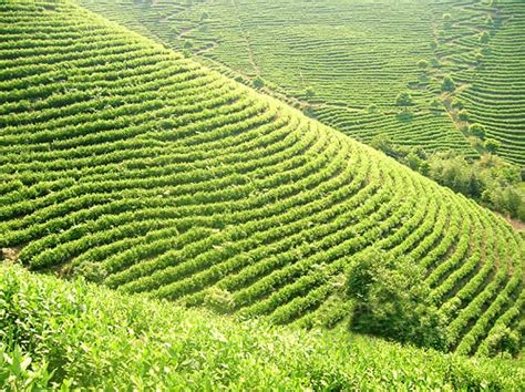 广州茶叶批发在哪里,湖北十大茶叶排行