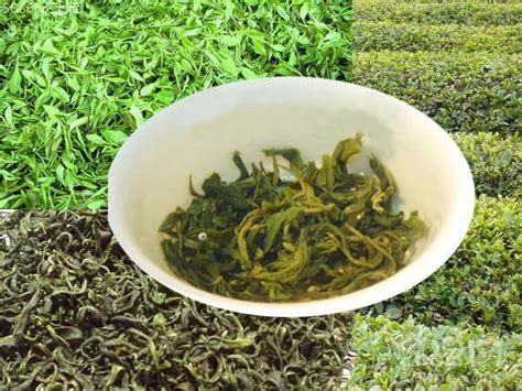 青岛崂山春茶开采,什么季节买崂山茶