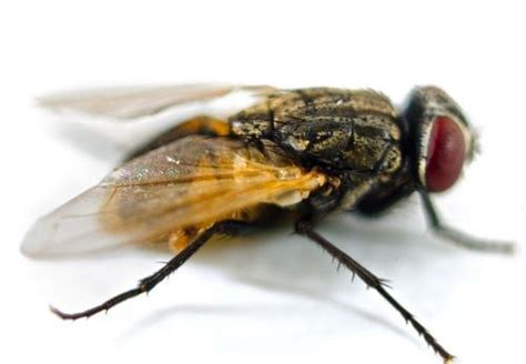 如何消灭小苍蝇,养殖场苍蝇肆虐