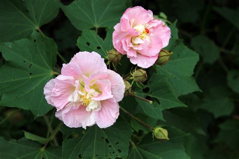 哪里有芙蓉花的照片挖