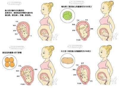 妊娠二个月胎儿的发育