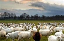 绵羊一般生活在哪里,了解各自生活习性