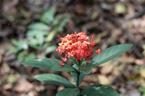 龙船花能在室内养?