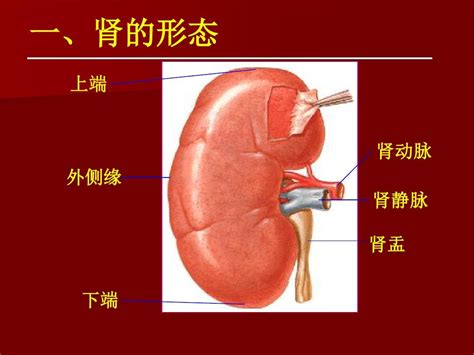 17周胎儿双肾盂轻度分离