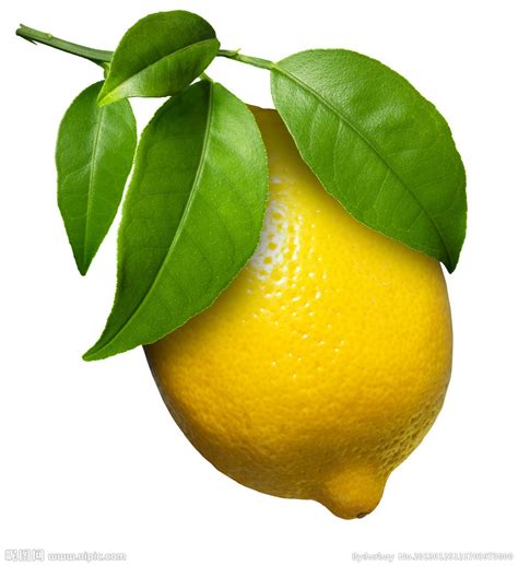 柠檬是杂交成果吗