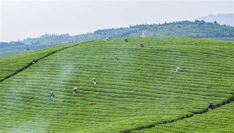 福建茶里面有什么,清代福建茶叶的种植与分布