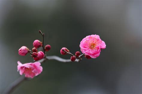 央视音乐故事,俄苏经典老歌(四),红莓花儿开,哪里可以下载到,就要这个版本的.是伊戈尔和安吉莉嘉唱