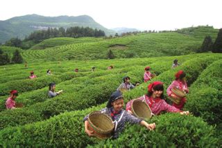 茶叶种子什么时候采摘,夏季采摘茶叶有什么时候