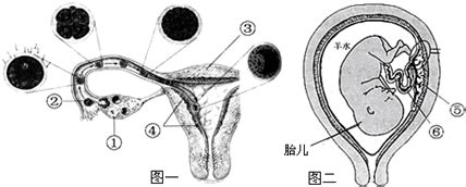 胎儿胃泡正常大小
