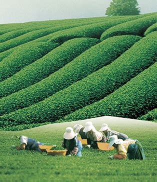 中茶集团哪些茶值得收藏,大益和中茶哪个好