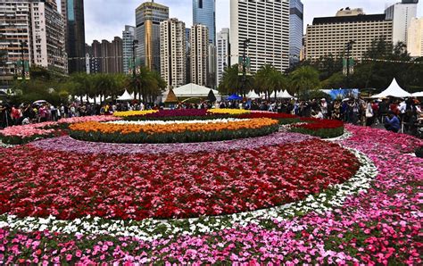 哪朵花是香港特别行政区区花
