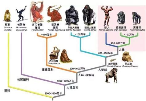 猩猩为什么现在不进化,大猩猩会进化成人类吗