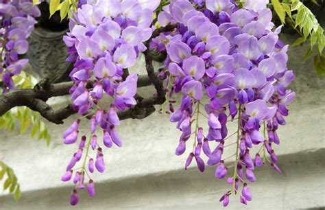 紫藤种子适合什么时候种植