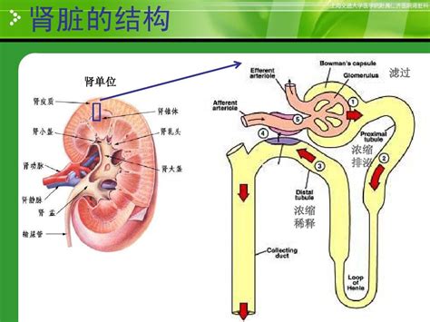 胎儿双肾肾盂分离越来越大怎么办