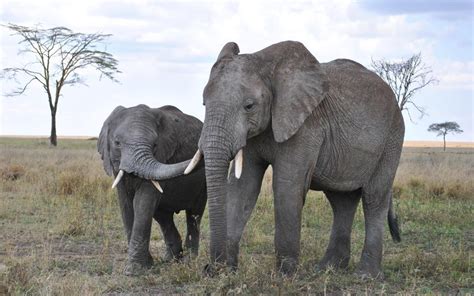 非洲大象是什么?