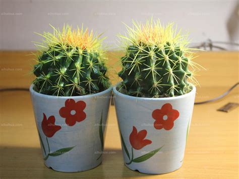 仙人掌的启示_植物作文600字[汇总5篇]