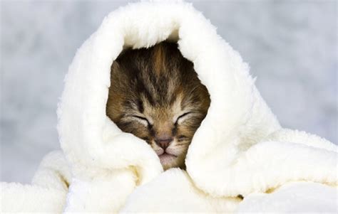 猫咪轻微感冒吃什么药,猫感冒吃什么药吃多少