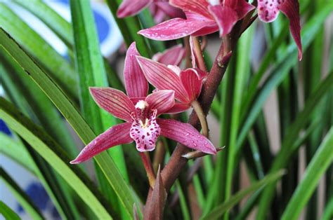 如何种植室内兰花？