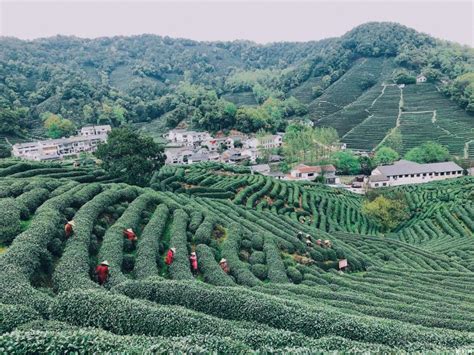 杭州龙井茶当地哪里买,探访杭州龙井茶主产地