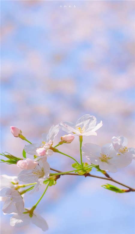 春天看花心情说说