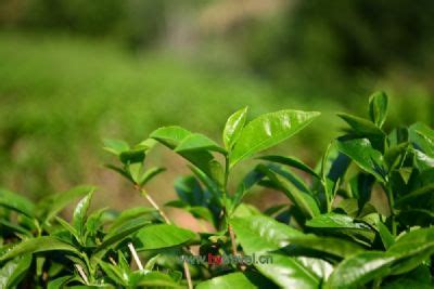 遂川狗牯脑怎么读,狗牯脑茶怎么读