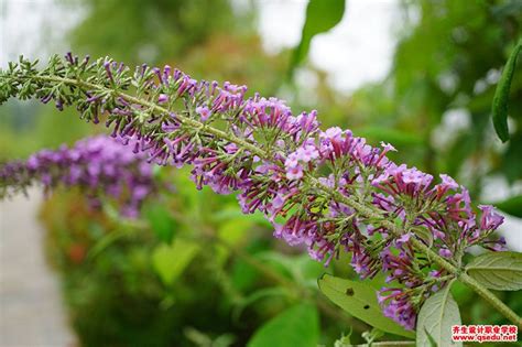 醉鱼草花养护技巧是什么?