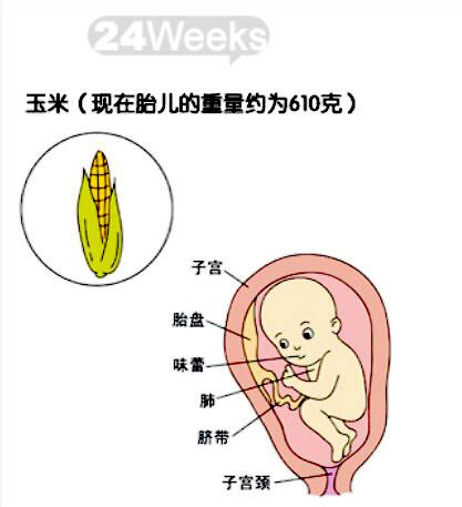 妊娠13-28周为妊娠中期