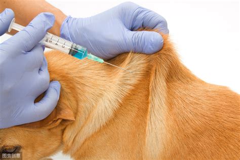 关于犬细小病毒病的一些见解,测细小多少钱