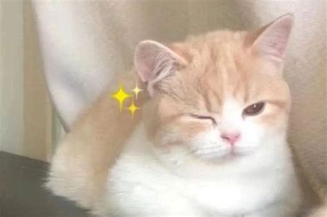 大猫喵呜叫，丹丹开心笑_猫的自述作文1000字（合计6则）