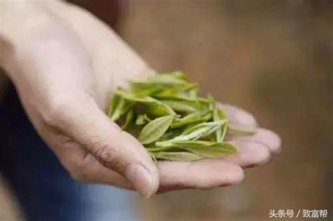 汉中哪里卖茶叶,到汉中西乡登午子山