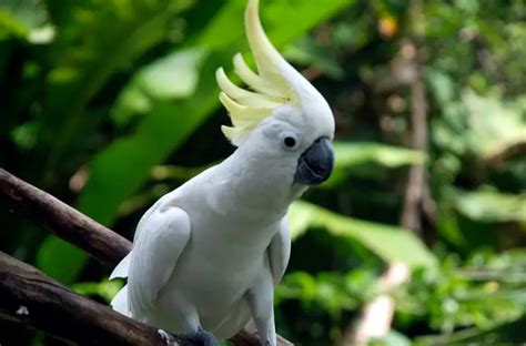 世界上最珍贵的十种鹦鹉品种