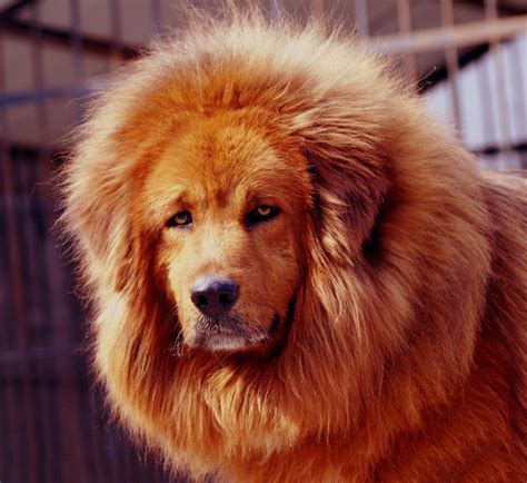 鬼獒价格高吗