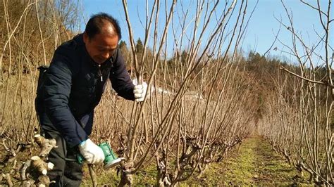 桑树怎么样剪枝桑树怎么样定杆