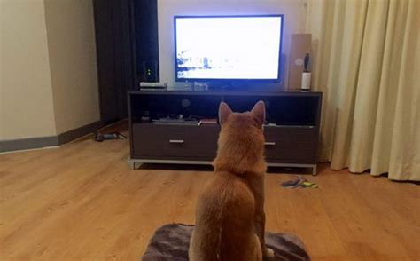 为什么有些狗狗喜欢看电视,狗狗为什么喜欢看电视