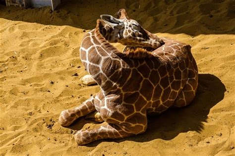 长颈鹿为什么站着睡觉,为什么长颈鹿睡觉时是站着的