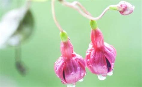 毛灯笼花怎样扦插