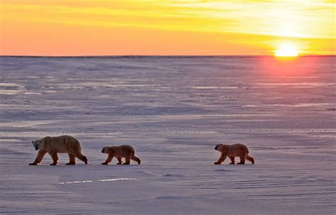 北极熊为什么要生活在北极,南极有北极熊吗