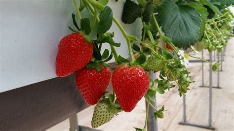 选什么样土地种植草莓苗最好