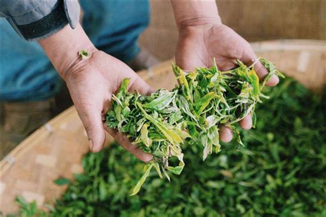 绿茶制作工艺有哪些,藏茶的制作工艺与鉴别方法大全