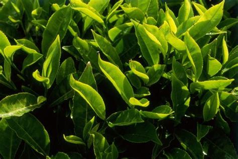 一个茶树最长可以生长多少年,影响茶树生长的因素
