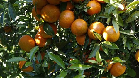 柑橘追肥应选什么时节,追什么肥料好?
