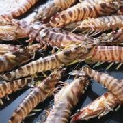 海水虾的做法大全,海虾怎么做好吃