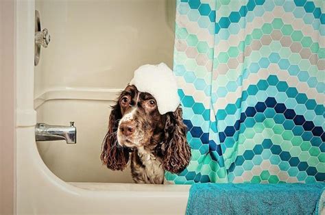 这几招教你如何正确在家给狗狗洗澡,在宠物店给狗狗洗澡多少钱一次
